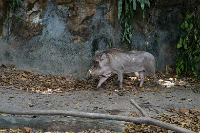红桃视频免费入口：夜幕下的终极狂飙，在霓虹都市中点燃速度与自由-4