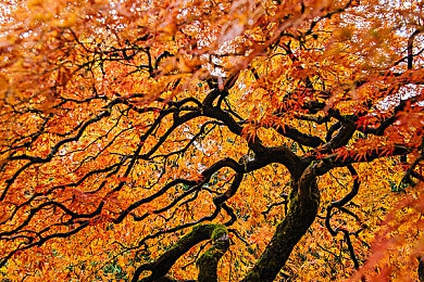 蜜桃精产国品一二三产区：极速资源风暴，赛道经济学与霓虹峡谷竞速-3