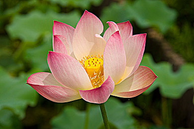 操逼免费软件:全新硬核模拟驾驶游戏问世,极致物理引擎带来真实竞速体验-5