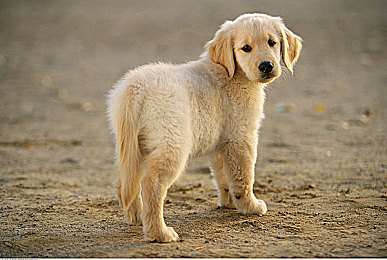 男生跟女生打扑克的疼痛感：心灵对弈，策略裂痕中的成长阵痛-4