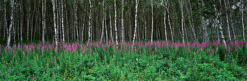 亲子伦：在引擎轰鸣中传递的温情，家庭赛道上的成长之旅-5