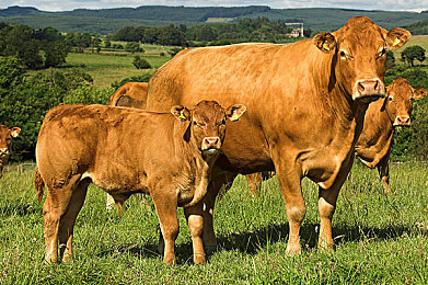 404污黄:数据深潜者,在崩溃的缓存城净化腐蚀代码-3