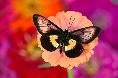 亚洲熟女毛茸茸:东方幻影新作上线,驭兽竞速掀起都市奇幻风潮-4