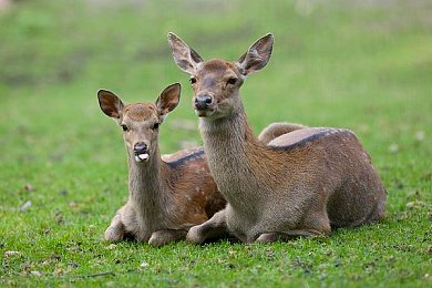 男生与女生一起差差差app：双人竞速新作极速搭档上线，性别差异驱动合作驾驶新玩法-4