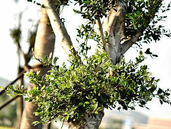 成人黄色app：午夜街头竞速新作上线，黄色风暴席卷地下赛车世界-5