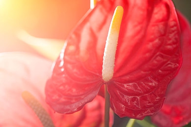 一区二区亚:极速殿堂的阶梯,荣耀与遗憾的分界线-5