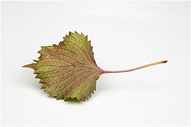 黄色软件app3.30:极限竞速地平线,解锁虚拟改装秘境的彩蛋奇旅-3