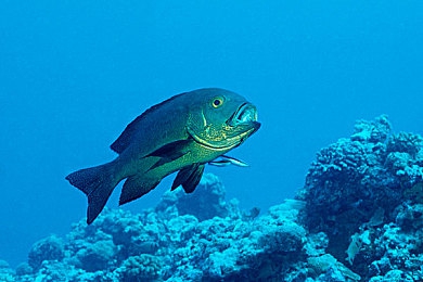 蜜桃成人av:虚拟赛车新作发布,深度改装与拟真驾驶引爆极速狂飙-5