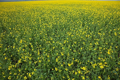 男女做羞羞事软件:虚拟伴侣模拟器《心跳代码》上线,用编程解锁情感互动新边界-5