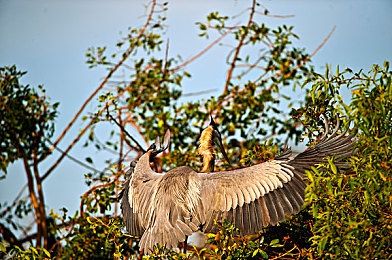 摘黄软件：霓虹数据猎手，疾驰于代码公路的极限追缉-3