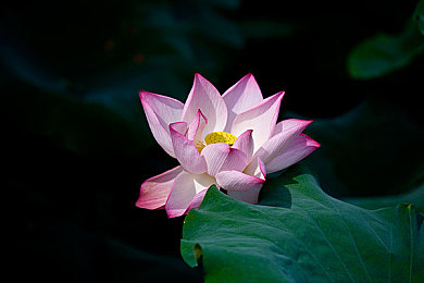 调教打屁股:《极限调校师》今日上线,硬核玩家必备的驯车指南-4