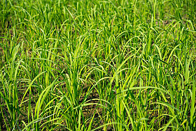 张婉莹初中生MV合集：音乐竞速新作今日上线，节奏驾驶谱写青春轨迹-3