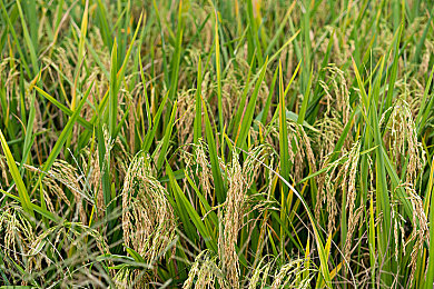 黄色APP3.30：虚构赛车游戏新版本上线，深度改装系统引爆违规狂潮