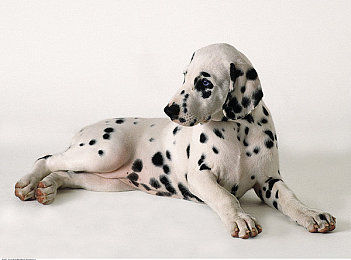 火辣辣福利导航：极限竞速地平线5最新评测，墨西哥赛道隐藏玩法与车辆改装全解析-4