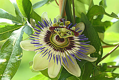 明里紬被公侵犯：极速狂飙都市追击，天才女车手复仇夺回家族荣耀-5