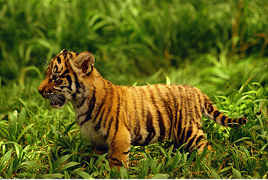 华为黄色3.3.3.0：琥珀光梭疾驰，鸿蒙引擎重塑虚拟竞速新纪元-3