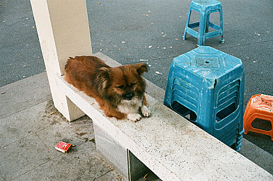 叶钊颕为什么退役:传奇车手告别赛道,专属技能传承开启新征途-5