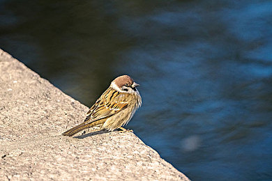 爱情岛论坛成人：虚拟社交与极速狂飙，双重身份竞速新体验-5