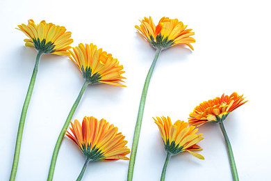 男生差差女生app：差异化竞速联盟，性别协作赛道革新-5