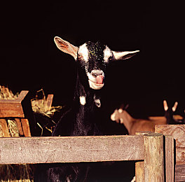 黃色软件下载3.0.3免费：霓虹城街头赛车传奇，完全免费体验极速改装之旅-5