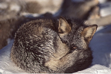 一小孩和老师摘萝卜:田园协作驾驶新体验,虚拟农场共度温馨收获时光-4