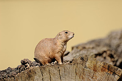 软件下载3.0.3免费版破解大全苹果,可以下载视频的软件:极速狂飙与影像创作,街头录像师正版全攻略-3