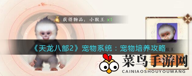 《天龙八部2》奇幻宠途：揭秘战力飙升的神秘养成术